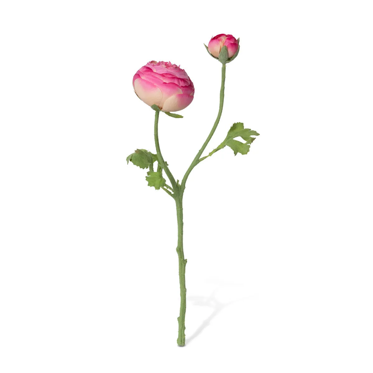 Summer Ranunculus, Pink Cerise Mix
