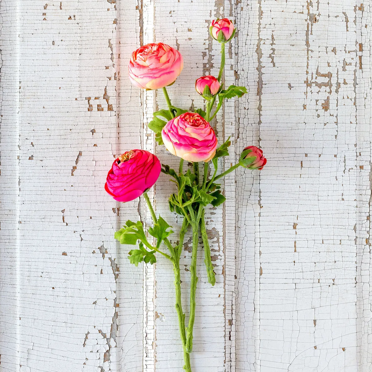Summer Ranunculus, Pink Cerise Mix